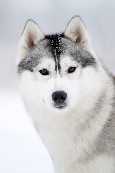 Rozkošný Sibiřský Husky Pes Venku — Stock fotografie