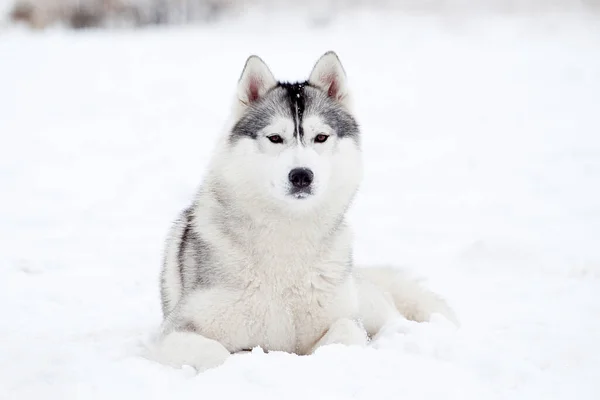 Entzückender Siberian Husky Hund Freien — Stockfoto