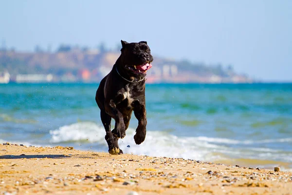 Włoski Pies Cane Corso Plenerze — Zdjęcie stockowe