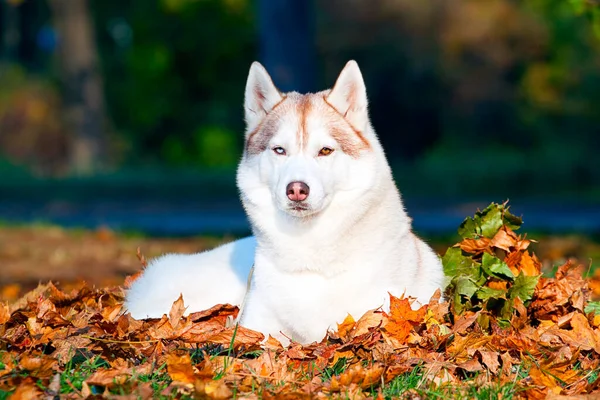 Imádnivaló Szibériai Husky Kutya Szabadban — Stock Fotó