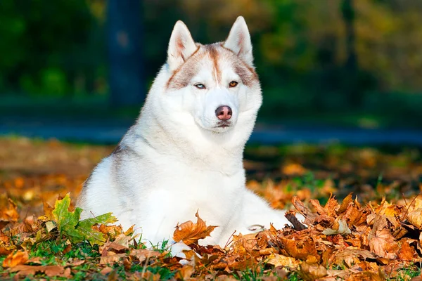 Adorabile Siberian Husky Cane All Aperto — Foto Stock