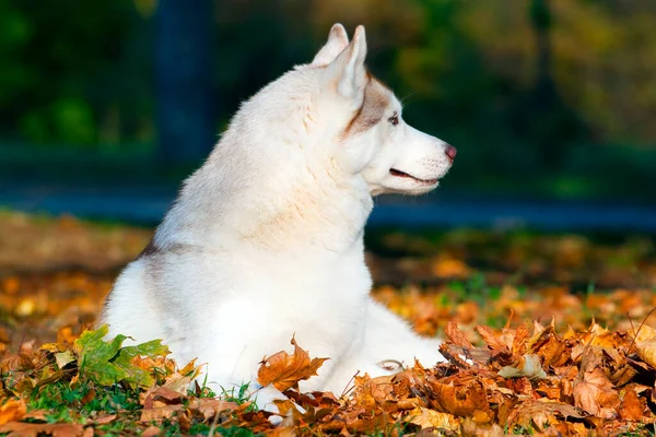 Adorable Siberian Husky Dog Outdoor — Stock Photo, Image