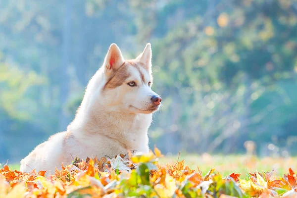 Adorabile Siberian Husky Cane All Aperto — Foto Stock