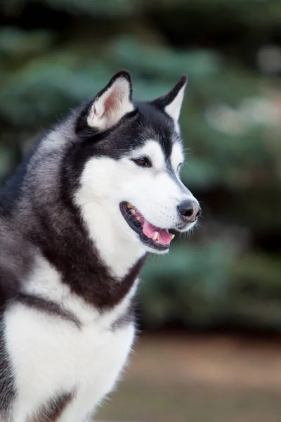 Adorable Perro Husky Siberiano Aire Libre — Foto de Stock