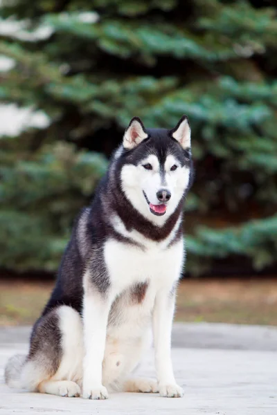 Entzückender Siberian Husky Hund Freien — Stockfoto