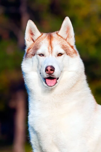 Rozkošný Sibiřský Husky Pes Venku — Stock fotografie