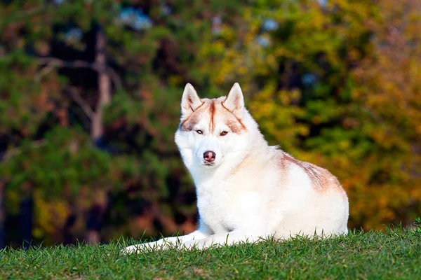 Adorável Siberian Husky Cão Livre — Fotografia de Stock