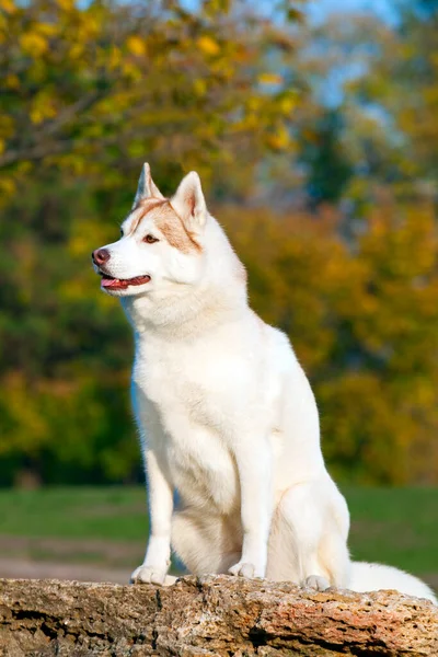 Imádnivaló Szibériai Husky Kutya Szabadban — Stock Fotó