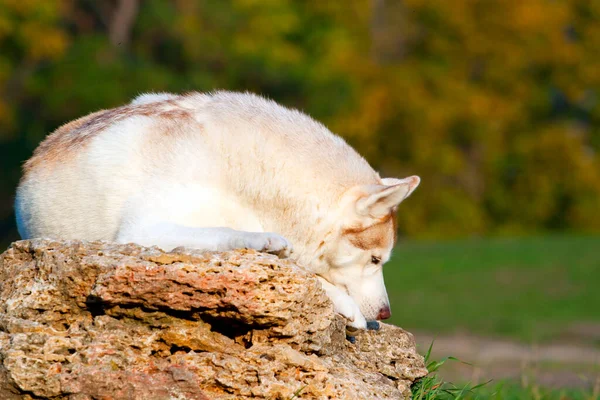 Adorable Siberian Husky Dog Outdoor — Stock Photo, Image