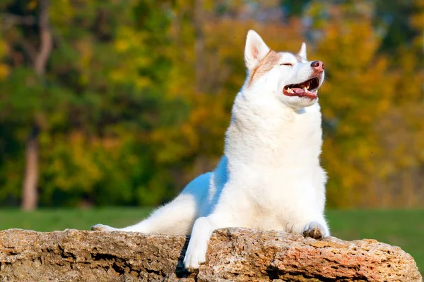 Adorável Siberian Husky Cão Livre — Fotografia de Stock