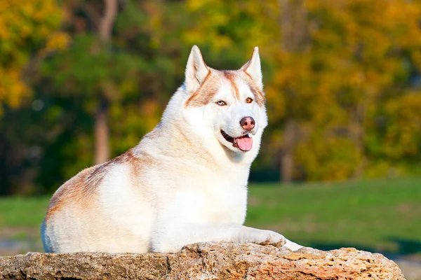 Bedårande Sibiriska Husky Hund Utomhus — Stockfoto