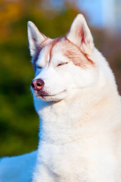 Adorable Siberian Husky Dog Outdoor — Stock Photo, Image