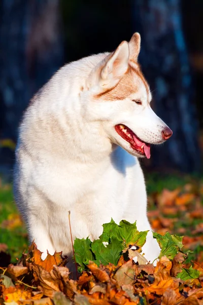 Adorável Siberian Husky Cão Livre — Fotografia de Stock