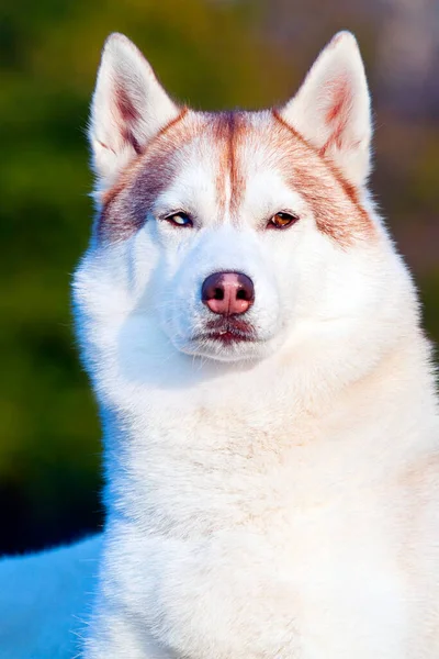 Adorable Perro Husky Siberiano Aire Libre — Foto de Stock