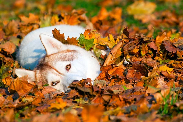 Adorable Siberian Husky Dog Outdoor — Stock Photo, Image