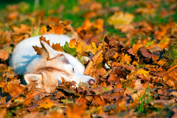 Skjønn Sibirsk Husky Hund Utendørs – stockfoto