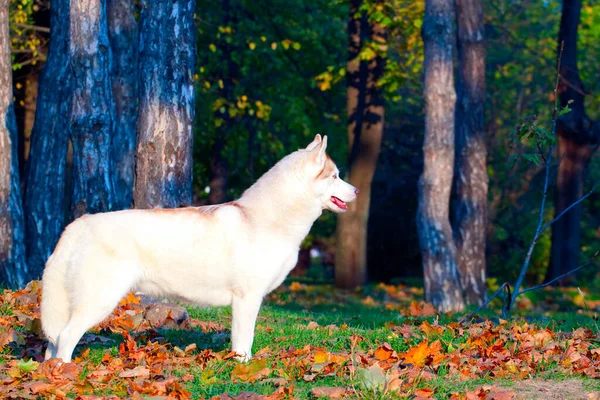 Adorable Siberian Husky Dog Outdoor — Stock Photo, Image