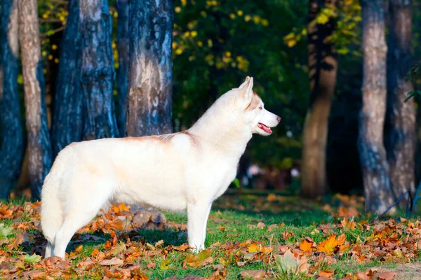 Adorable Siberian Husky Dog Outdoor — Stock Photo, Image