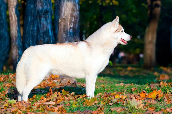 Adorable Siberian Husky Dog Outdoor — Stock Photo, Image