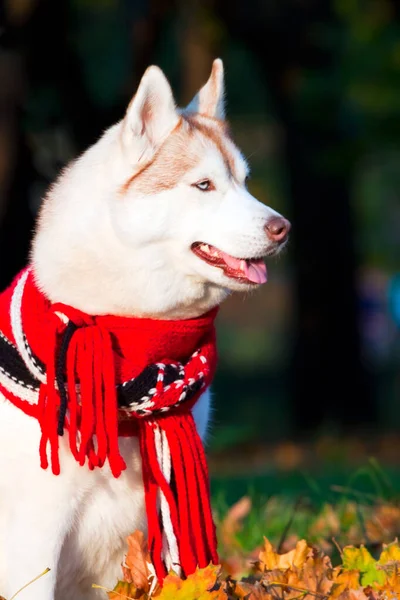 Entzückender Siberian Husky Hund Freien — Stockfoto