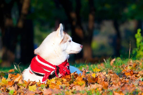 Adorável Siberian Husky Cão Livre — Fotografia de Stock