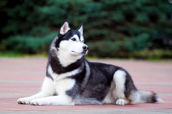 Bedårande Sibiriska Husky Hund Utomhus — Stockfoto