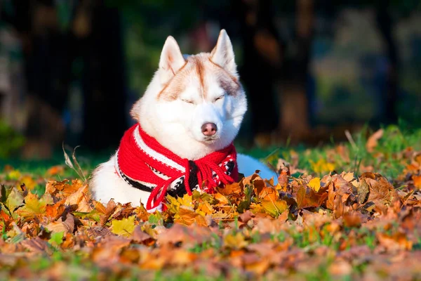 Adorabile Siberian Husky Cane All Aperto — Foto Stock