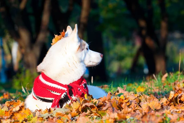 Adorable Siberian Husky Dog Outdoor — Stock Photo, Image