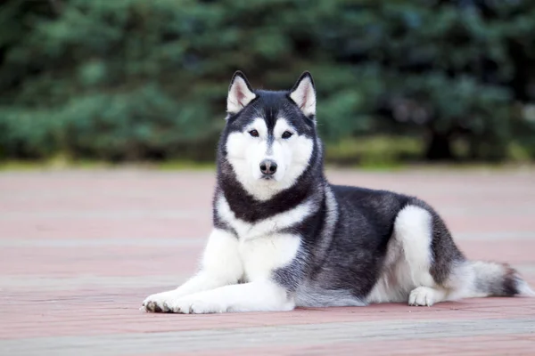 Rozkošný Sibiřský Husky Pes Venku — Stock fotografie