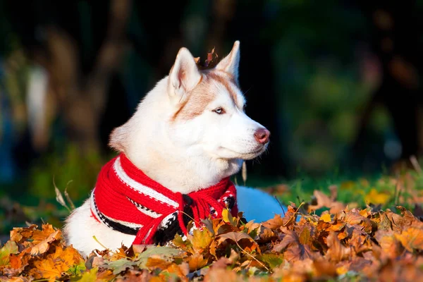 Adorabile Siberian Husky Cane All Aperto — Foto Stock