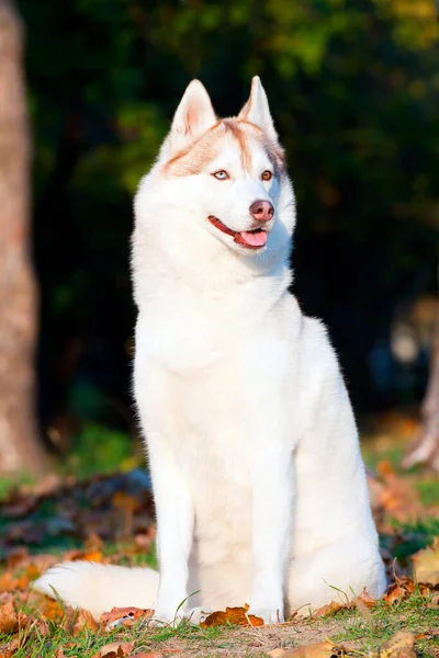 Adorável Siberian Husky Cão Livre — Fotografia de Stock