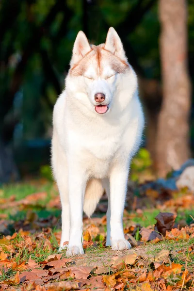 Imádnivaló Szibériai Husky Kutya Szabadban — Stock Fotó