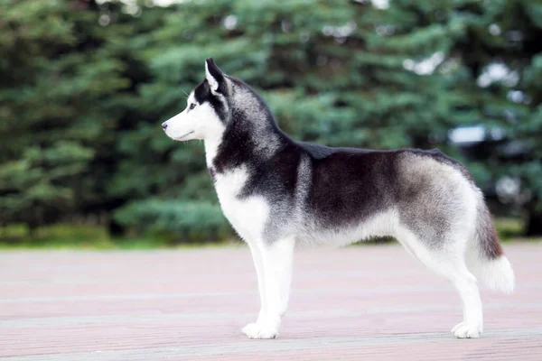 Entzückender Siberian Husky Hund Freien — Stockfoto