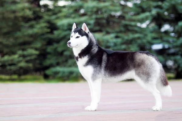 Entzückender Siberian Husky Hund Freien — Stockfoto