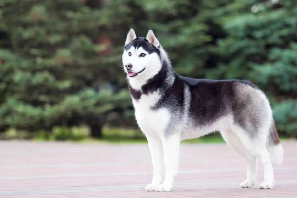 Entzückender Siberian Husky Hund Freien — Stockfoto