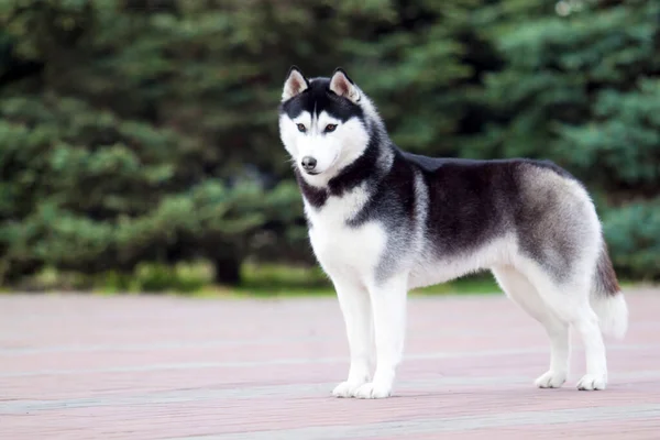 Adorable Perro Husky Siberiano Aire Libre —  Fotos de Stock