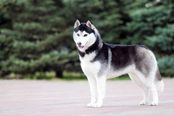 Adorable Siberian Husky Dog Outdoor — Stock Photo, Image