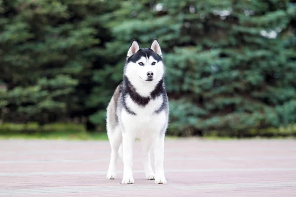 Schattige Siberische Husky Hond Buiten — Stockfoto