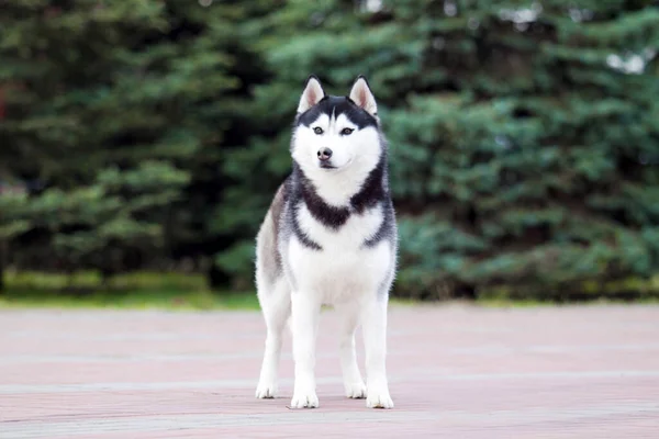 Imádnivaló Szibériai Husky Kutya Szabadban — Stock Fotó