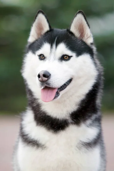 Adorable Siberian Husky Dog Outdoor — Stock Photo, Image