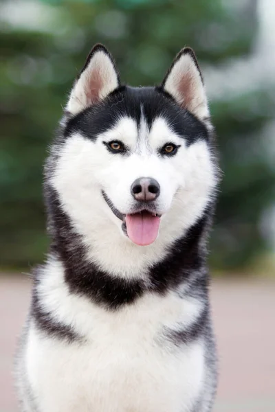 Entzückender Siberian Husky Hund Freien — Stockfoto