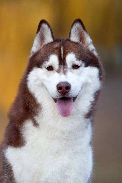 Adorable Siberian Husky Dog Outdoor — Stock Photo, Image