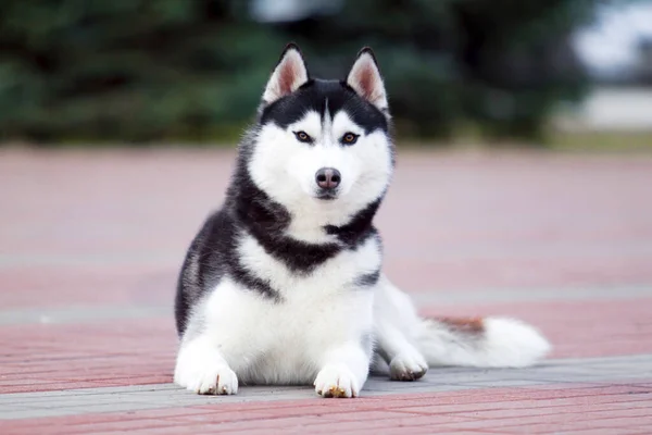 愛らしいシベリアのハスキー犬屋外 — ストック写真