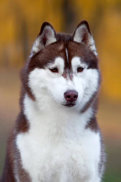 Entzückender Siberian Husky Hund Freien — Stockfoto