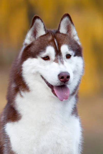 Schattige Siberische Husky Hond Buiten — Stockfoto