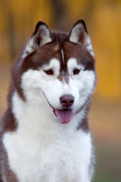 Nuttet Sibirisk Husky Hund Udendørs - Stock-foto