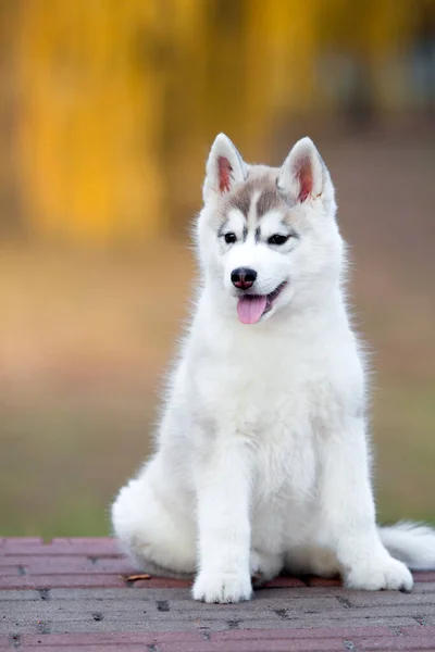 Syberyjski Szczeniak Husky Zewnątrz — Zdjęcie stockowe