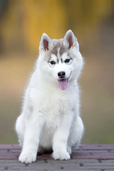 Sibirien Husky Valp Utomhus — Stockfoto