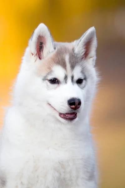 Siberische Husky Puppy Buiten — Stockfoto