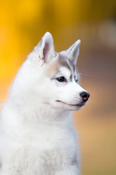 Sibirien Husky Valp Utomhus — Stockfoto